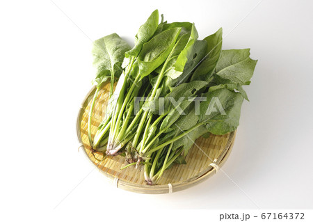 朝採れ野菜の新鮮ホウレンソウ(白背景) 朝採れ野菜の新鮮ホウレンソウ(白背景) 67164372