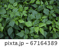 梅雨と植物 67164389