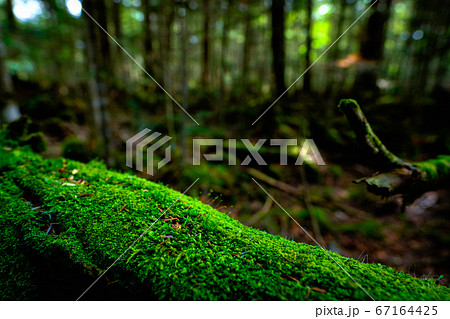 苔の森:白駒池 苔の森:白駒池 67164425