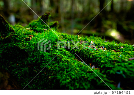 苔の森：白駒池 67164431