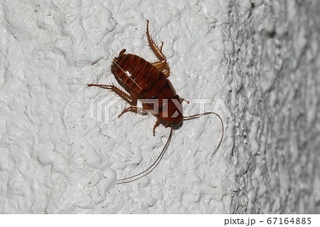 クロゴキブリの幼虫 67164885