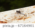 山にいたトンボ 67164901
