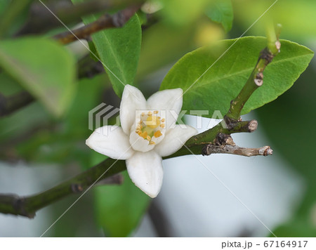 シークワーサーの白い花 アップ写真の写真素材