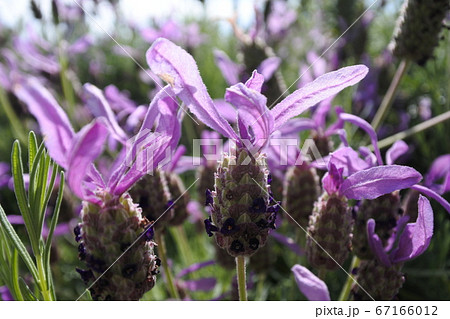 フレンチラベンダー 紫の花びらに見える葉っぱが綺麗で特徴的の写真素材