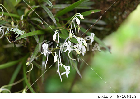 フウランと梅の老木 67166128