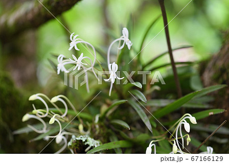 フウランと梅の老木 67166129