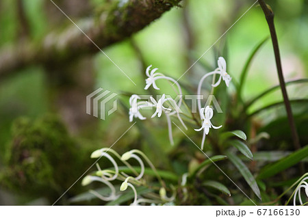 フウランと梅の老木 67166130