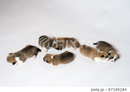 生まれたばかりのコーギーの赤ちゃんの写真素材