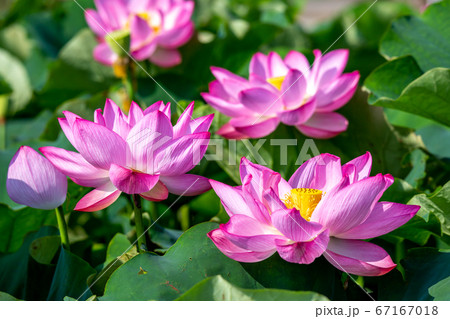 蓮の花 夏のイメージ 蓮の花 夏のイメージ 67167018