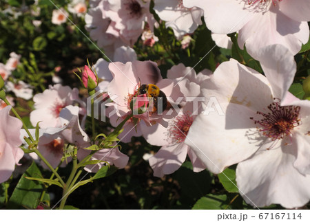クマバチ　バラ園の薄いピンクのバラの花を訪れる 67167114
