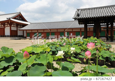 梅雨の晴れ間の薬師寺 梅雨の晴れ間の薬師寺 67167427