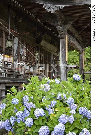 京都府 福知山市 観音寺の紫陽花の写真素材