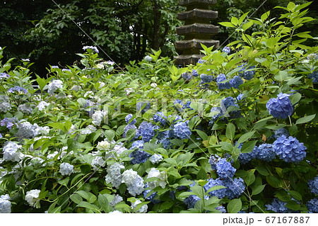 京都府 福知山市 観音寺の紫陽花の写真素材