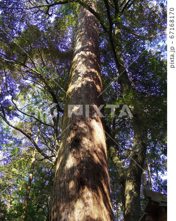 伊勢神宮内宮の杉の木 67168170
