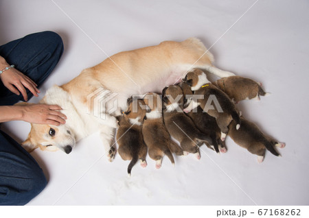 生まれたばかりのコーギーの赤ちゃん、パピー 67168262