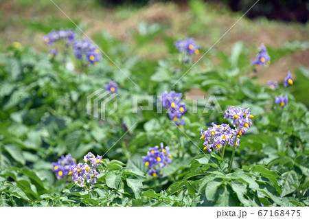ジャガイモの花 ジャガイモの花 67168475