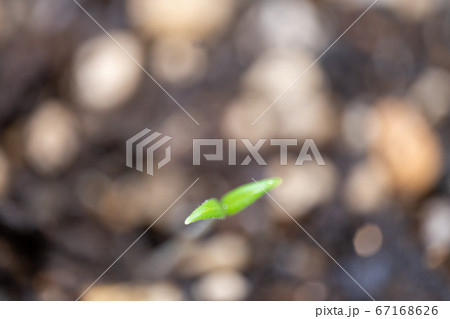 ミニトマト アイコの発芽 67168626