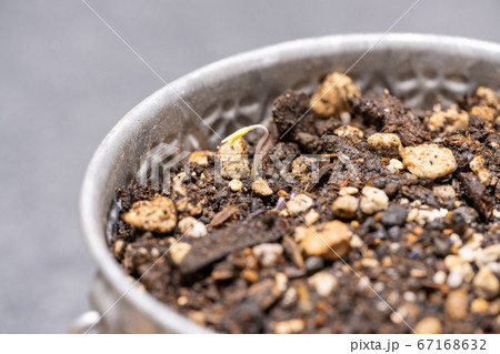 ミニトマト アイコの発芽 67168632