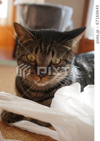 キジトラ猫 キジトラ猫 67168645