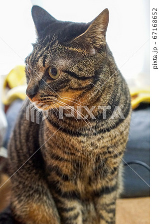 キジトラ猫 67168652