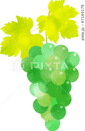 マスカット シャインマスカット 緑色の葡萄のイラスト 透け感のある水彩風イラストのイラスト素材