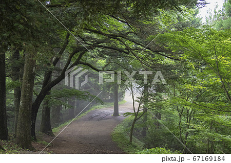 御岳山　登山道　初夏景 67169184