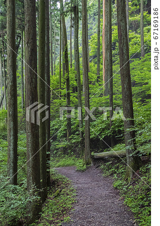 御岳山　登山道　初夏景 67169186
