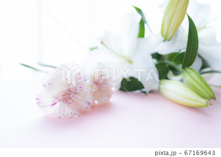 背景用 切り花 百合の花の写真素材