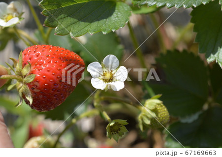 苺の花と実 収穫 家庭菜園 畑 野菜 果物イメージ素材の写真素材