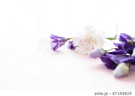 背景用 切り花の写真 カーネーションと桔梗の写真素材