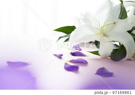 背景用 切り花の写真 百合と紫の花びら 背景用 切り花の写真 百合と紫の花びら 67169861