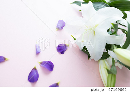 背景用 切り花の写真 百合と紫の花びら 背景用 切り花の写真 百合と紫の花びら 67169862