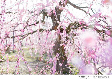 鈴鹿の森庭園 梅 春 鈴鹿の森庭園 梅 春 67169891