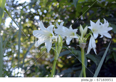 畑の片隅に咲く アフリカ浜木綿 花イメージ素材の写真素材