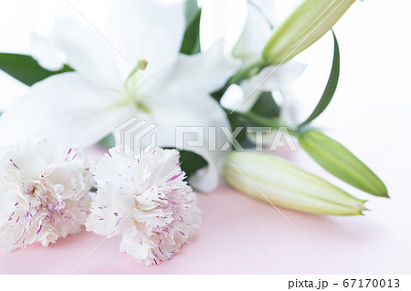 背景用 切り花 百合の花の写真素材