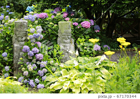 花 自然 初夏 67170344