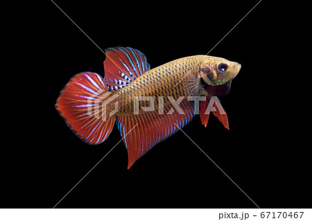 Betta Wild Phu Ruea Smaragdina Ladiges Male or Plakat Fighting Fish Splendens Betta Wild Phu Ruea Smaragdina Ladiges Male or Plakat Fighting Fish Splendens 67170467