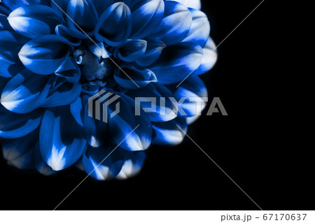 Flower bud on a background. 67170637