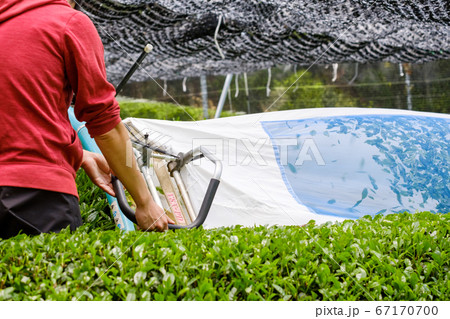 茶葉の収穫用機械　茶摘採機　バリカン 67170700