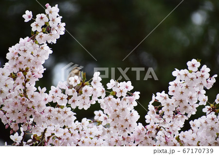 桜の木に来たニュウナイスズメのメス 67170739