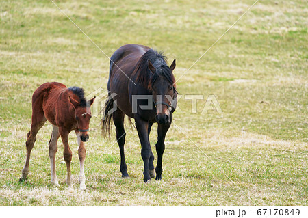 子馬を見守る母馬 67170849