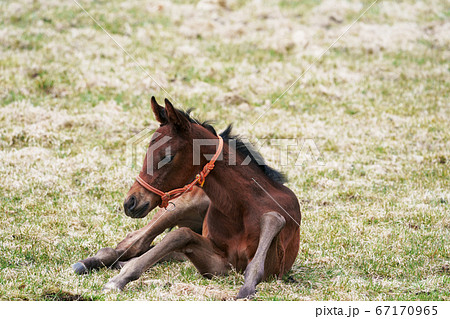 可愛いしぐさの子馬の写真素材