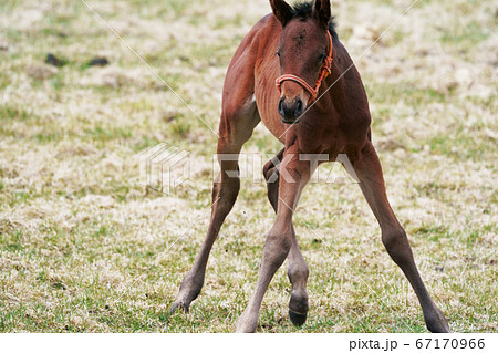 可愛いしぐさの子馬 67170966