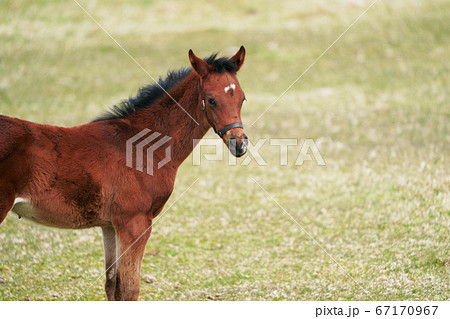 可愛いしぐさの子馬の写真素材