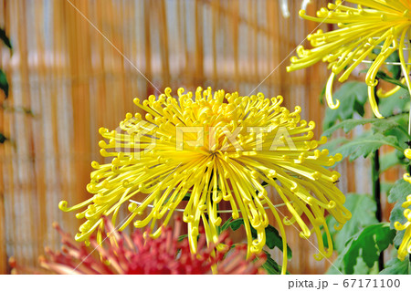 日本の秋を代表する花菊 67171100