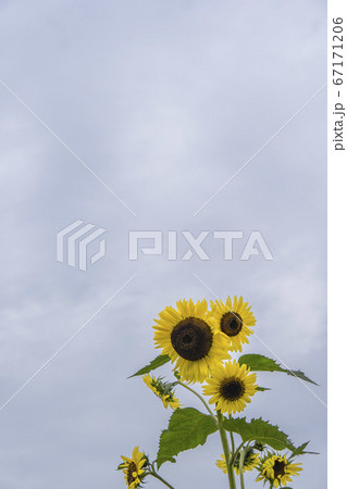 空を背景に右下ヒマワリの縦長画像の写真素材