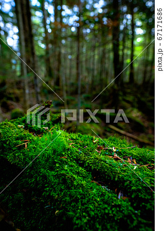 苔の森:白駒池 苔の森:白駒池 67171686