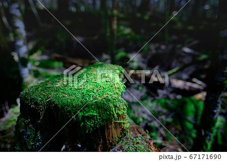 苔の森：白駒池 67171690