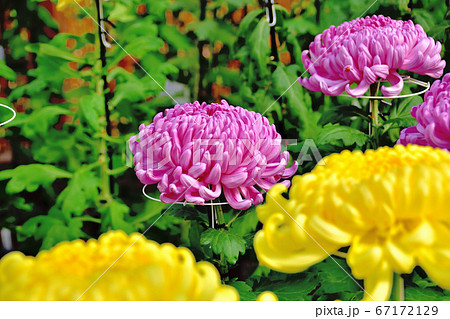 日本の秋を代表する花菊 67172129