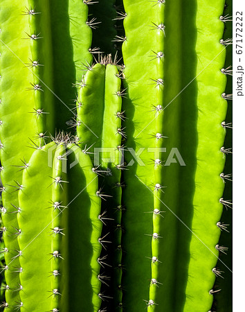 Green background by plump stems and spiky spines of cactus 67172222